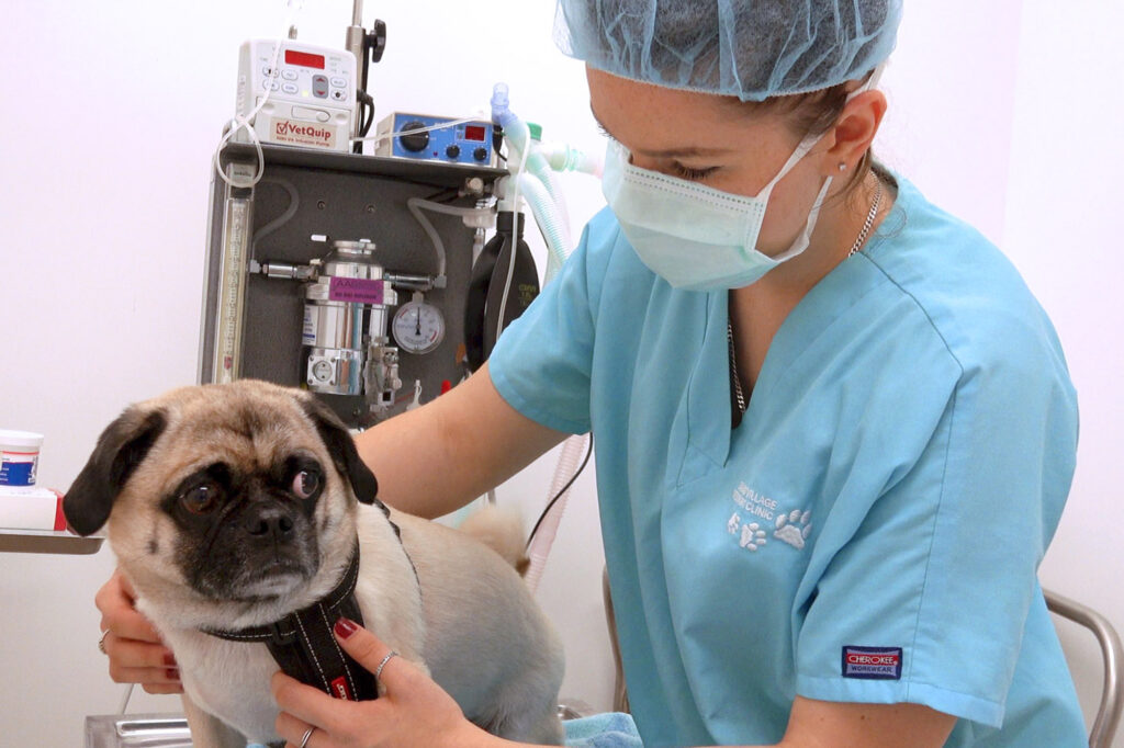 Bailmain Village Vet Pet Surgery 3 - Balmain Village Vet