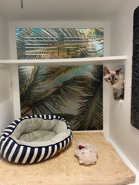 Balmain Village Vet - Cat Boarding Sydney