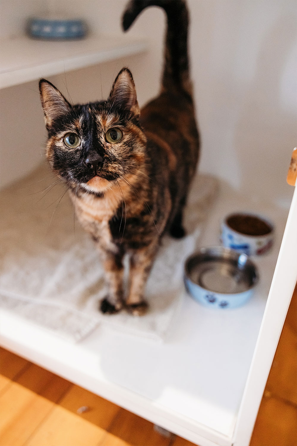 Balmain Village Vet - Cat Hotel Balmain