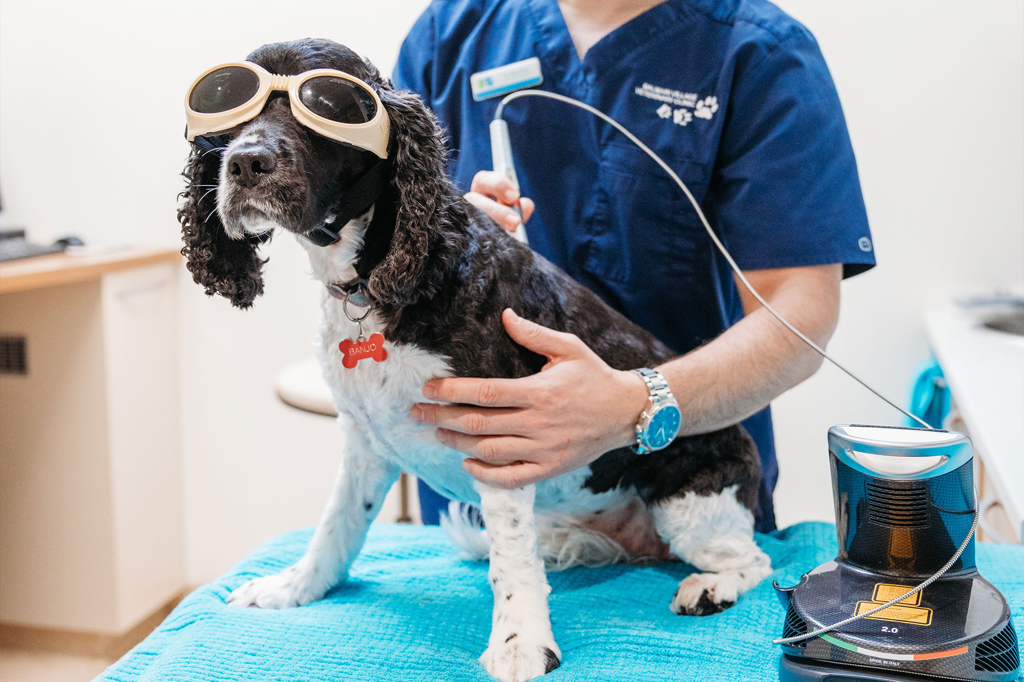 Balmain Village Vet - Holistic Pet Therapies Sydney
