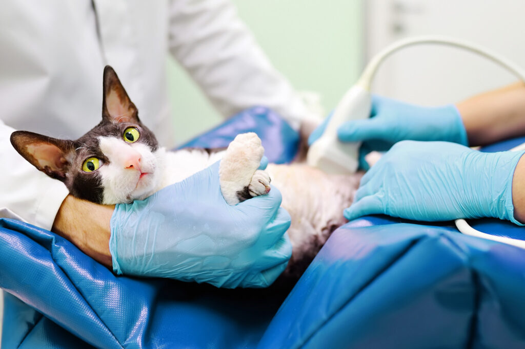 Balmain Vet Village Ultrasound 2 - Balmain Village Vet