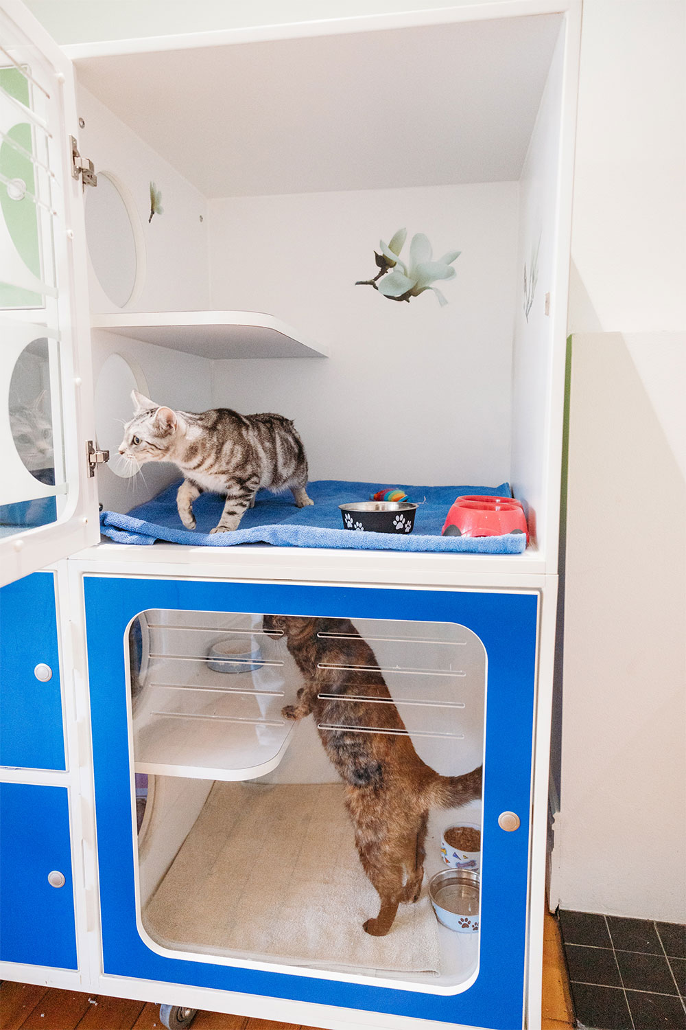 Balmain Village Vet - Best Cat Boarding in Sydney
