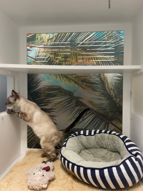 Best Cat Boarding in Sydney