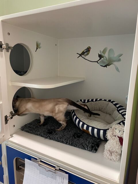 Balmain Village Vet - Cat Accommodation Sydney