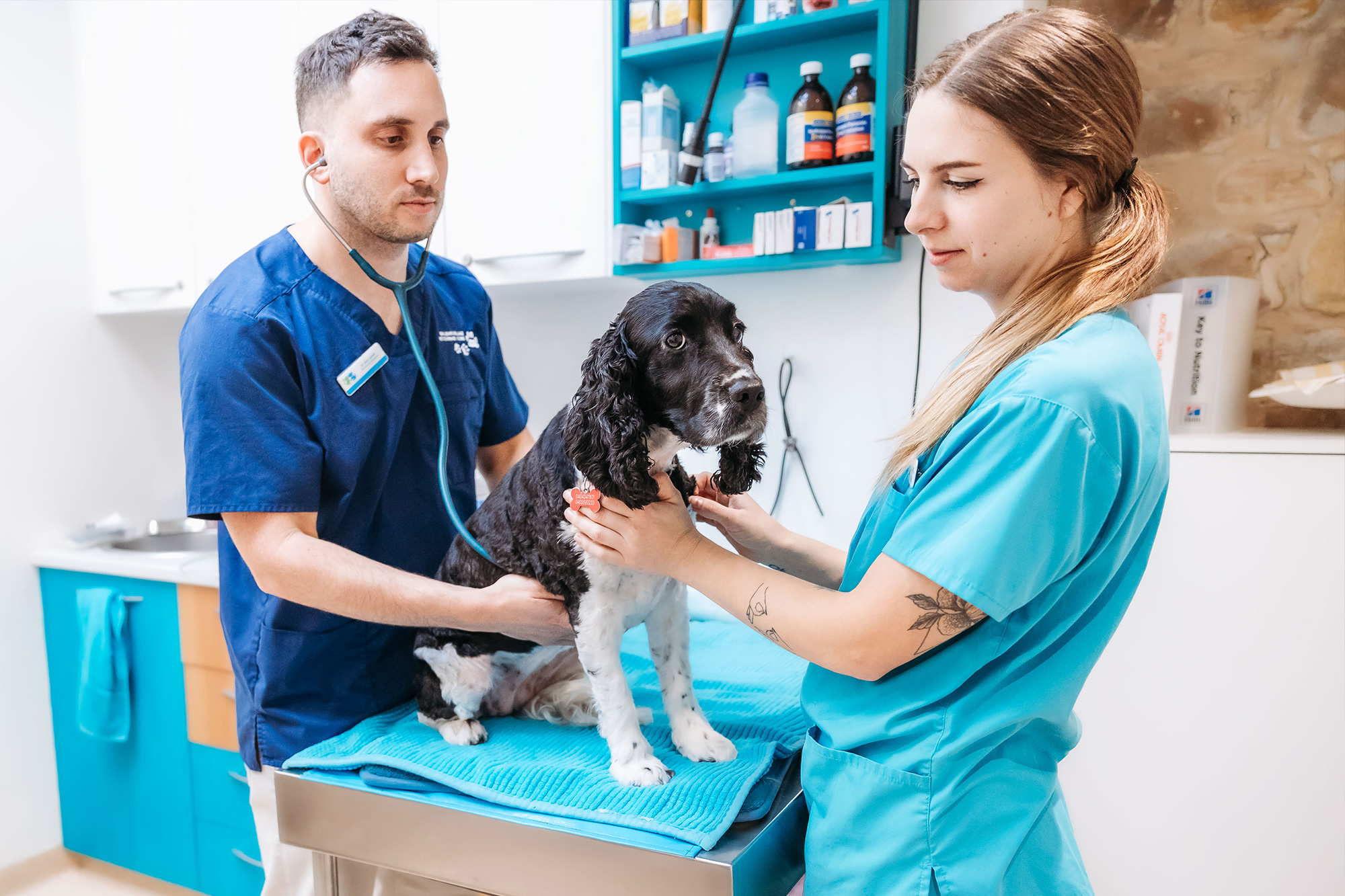 Balmain Village Vet - What We Do - Veterinary Services