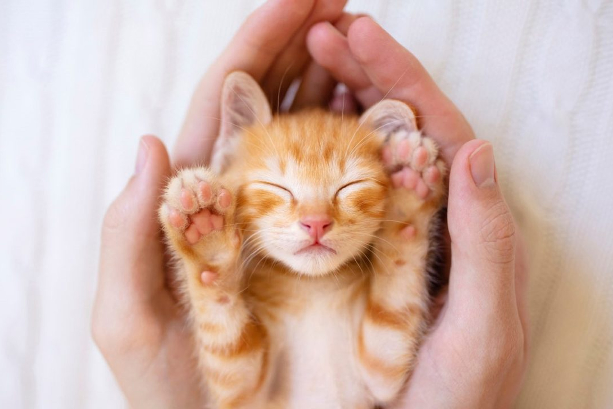 Balmain Village Vet - What We Do - Holistic Services