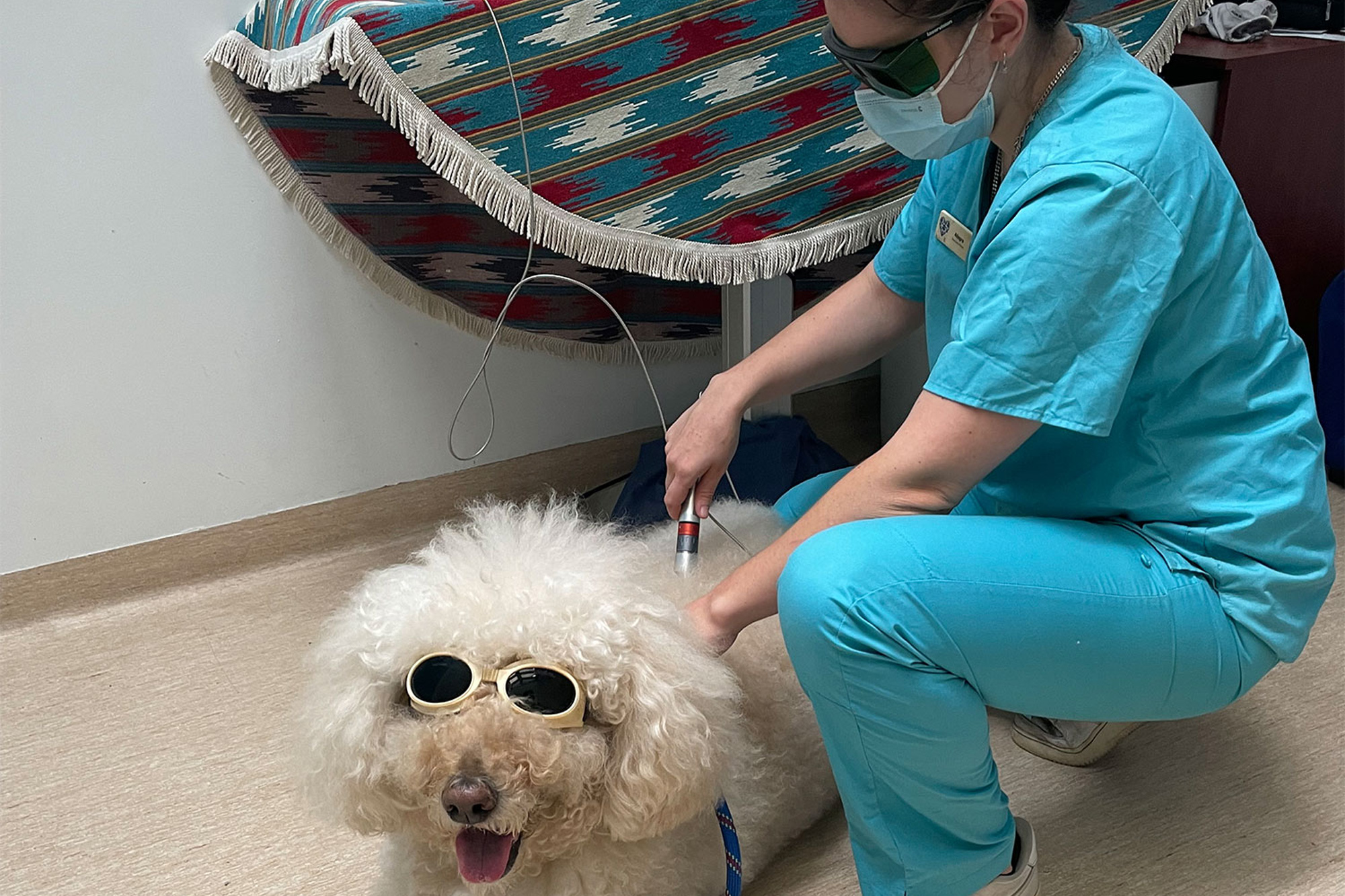 Balmain Village Vet - What We Do - Laser Therapy