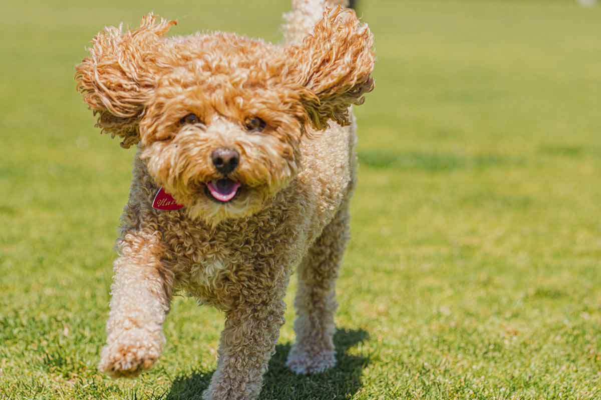 Balmain Village Vet  - Vet in Balmain 