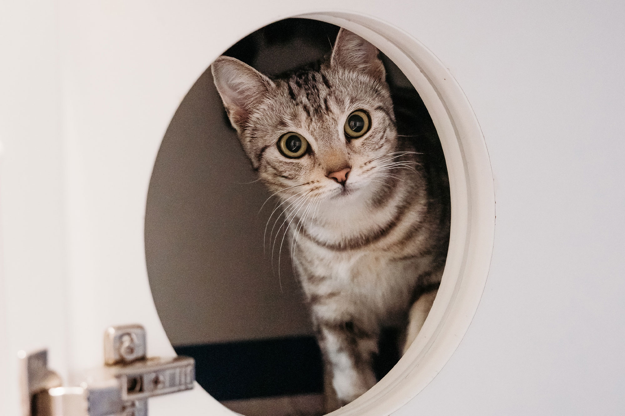 Balmain Village Vet – Cat Hotel Balmain Village Vet - Cat Hotel