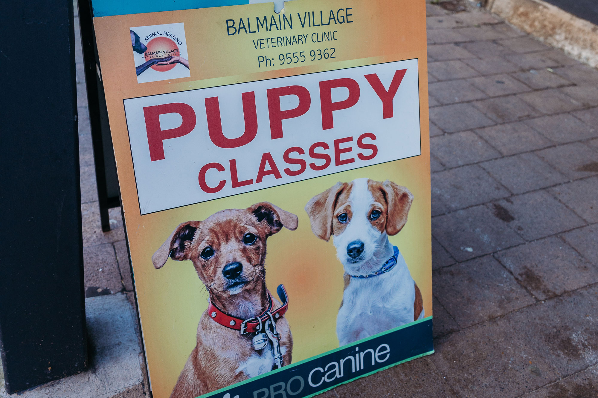 Balmain Village Vet - Vet Services - Puppy School