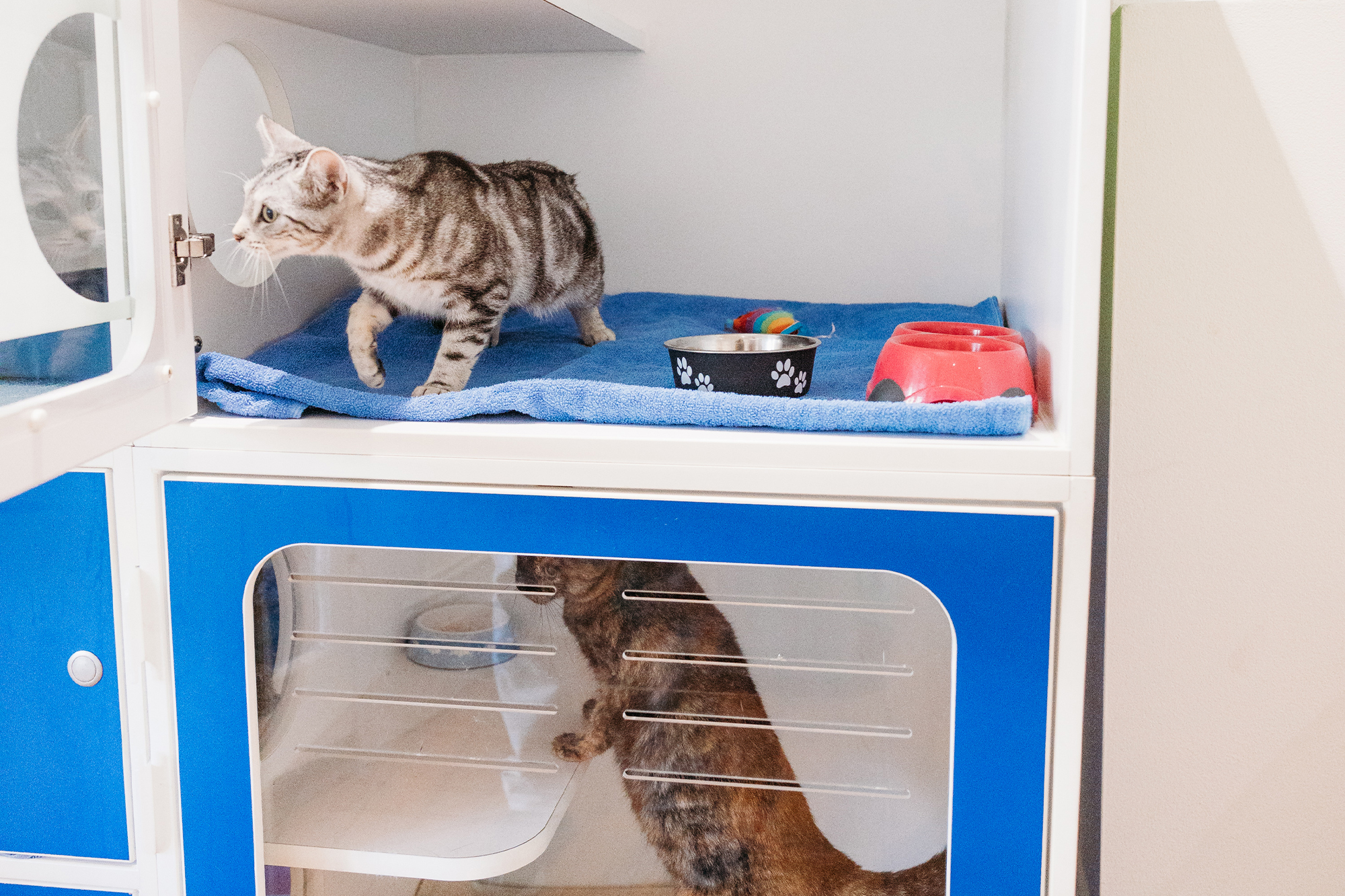 Balmain Village Vet – Vet Services – Sydney Cat Boarding Balmain Village Vet - Vet Services - Sydney Cat Boarding
