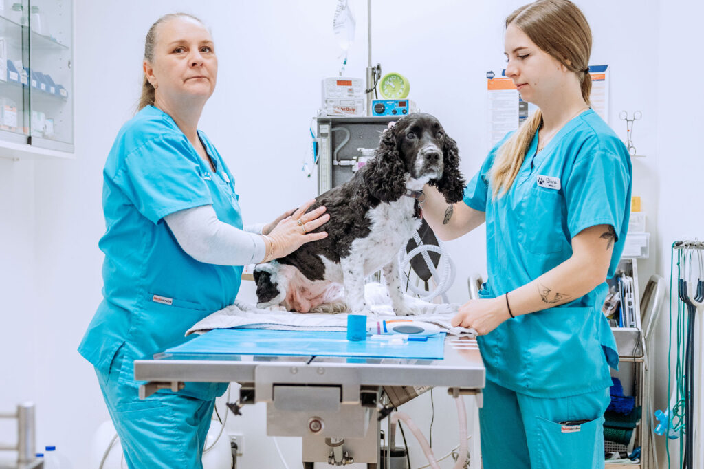 Balmain Village Vet Vet Services Sydney Surgery 2 - Balmain Village Vet