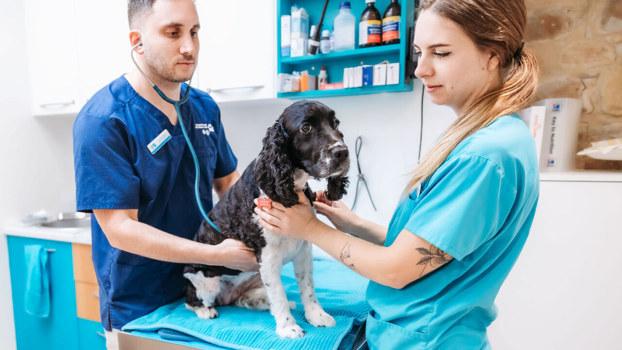 Balmain Village Vet What We Do Pet Checks 1 - Balmain Village Vet