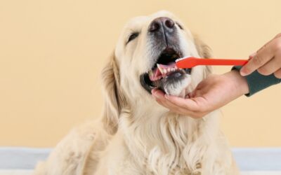 Dental health duties