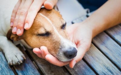 The Do’s and Don’ts of pet unwellness