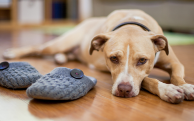 “Downstairs” issues in female dogs