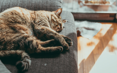 Is Your Cat’s Bladder Stressed