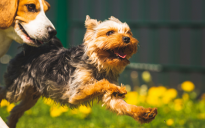 Is your pet a “weekend warrior”?