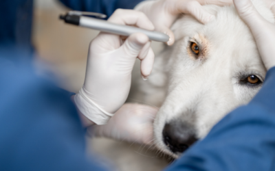 “Eye Spy” some mature pet health issues