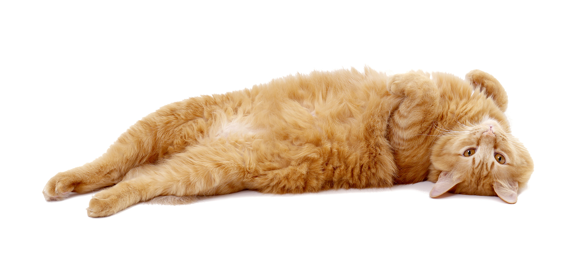 The ginger tabby cat lying on the white background.