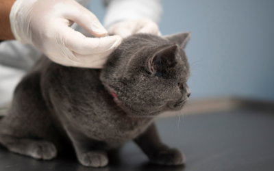 When Pet Vaccinations Get Complicated