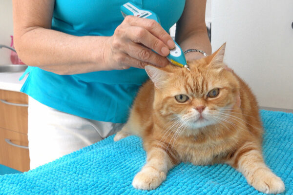 Cat and Dog Acupuncture