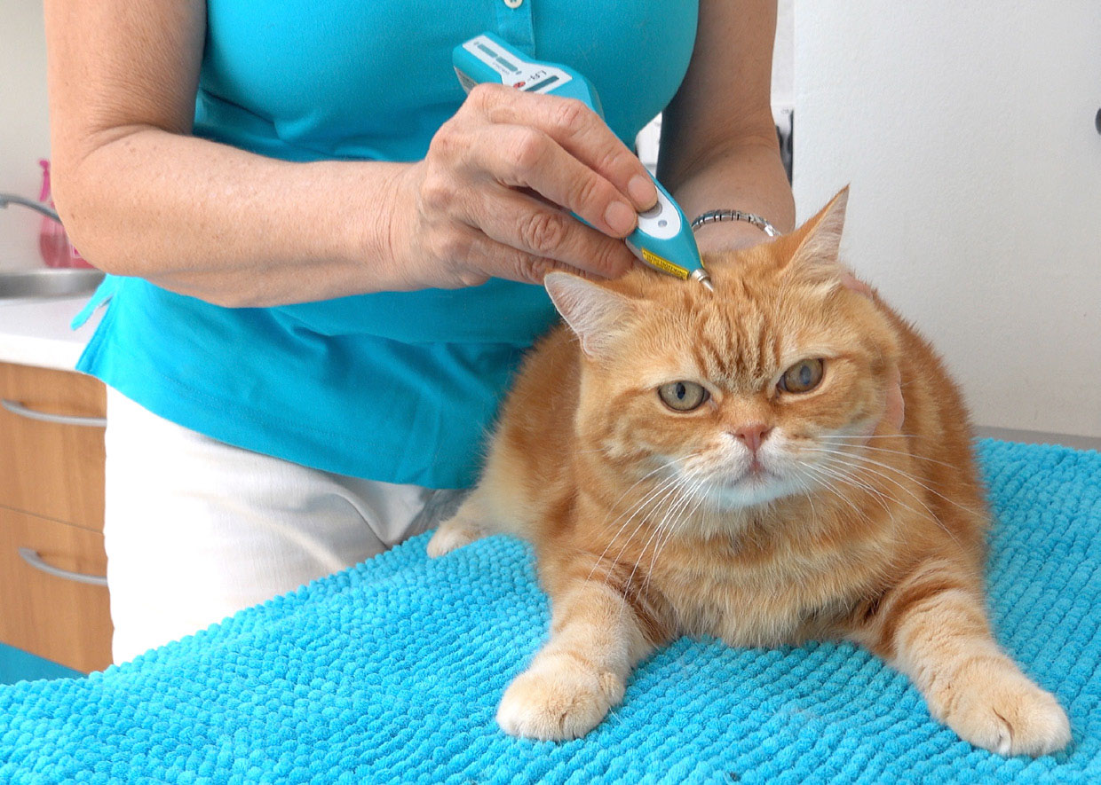 Cat and Dog Acupuncture Sydney Balmain Village Veterinary Clinic