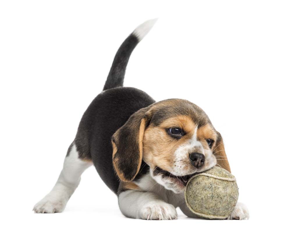 Front view of a Beagle puppy playing with a tennis ball, isolated on white